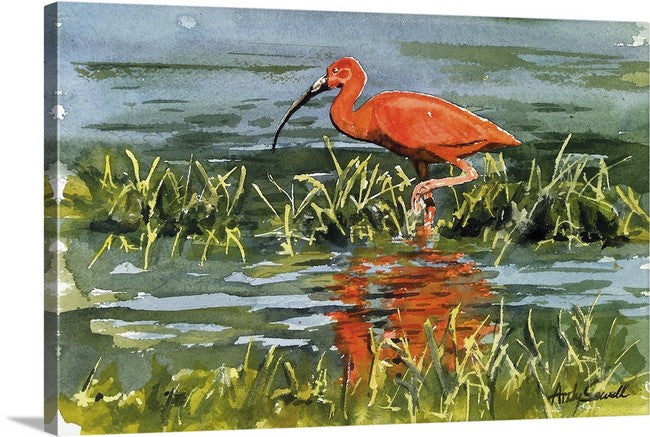 "I is for Ibis" Original 8x12 or framed 11x14 watercolor or giclee print