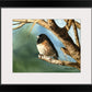 "J is for Junco" Original 8x12 or framed 11x14 watercolor or giclee print