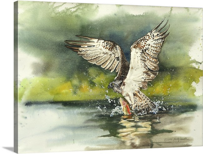 "Osprey: caught one" - A signed edition Giclee art print  from an Original watercolor of an Osprey over the water