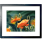 "Poppy Evening" Orange Poppy wall Art Print - A ltd. ed. s/n Giclee art print from a watercolor of poppies in the sun