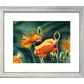 "Poppy Evening" Orange Poppy wall Art Print - A ltd. ed. s/n Giclee art print from a watercolor of poppies in the sun