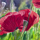 "Red Poppy Trio" - 16"x 27" an Original watercolor or Giclée signed Giclee print.