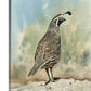 "Quail on Guard" - 12"x16" signed Giclee print from watercolor painting