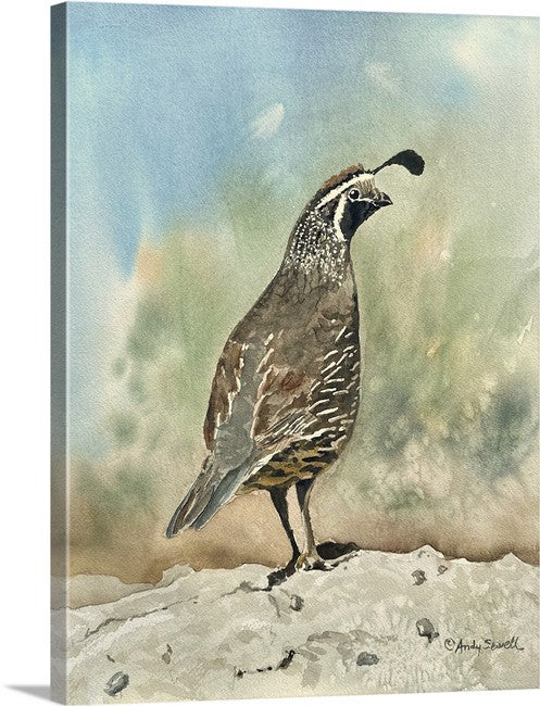 "Quail on Guard" - 12"x16" signed Giclee print from watercolor painting