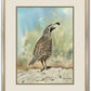"Quail on Guard" - 12"x16" signed Giclee print from watercolor painting