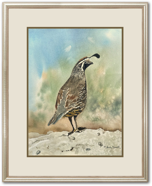 "Quail on Guard" art print - An Original or a signed edition Giclee watercolor print of California quail art