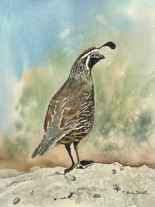 "Quail on Guard" art print - An Original or a signed edition Giclee watercolor print of California quail art