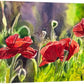 "Red Poppy Trio" - 16"x 27" an Original watercolor or Giclée signed Giclee print.