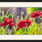 "Red Poppy Trio" - 16"x 27" an Original watercolor or Giclée signed Giclee print.