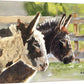 "Donkey Duo" - A signed Giclee art print from a watercolor of my neighbors donkeys.
