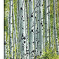 "Spring Aspens", - 18"x24" Original watercolor or Open ed. Giclée of Idaho's Aspen Trees in the Summer