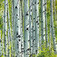 "Spring Aspens", - 18"x24" Original watercolor or Open ed. Giclée of Idaho's Aspen Trees in the Summer