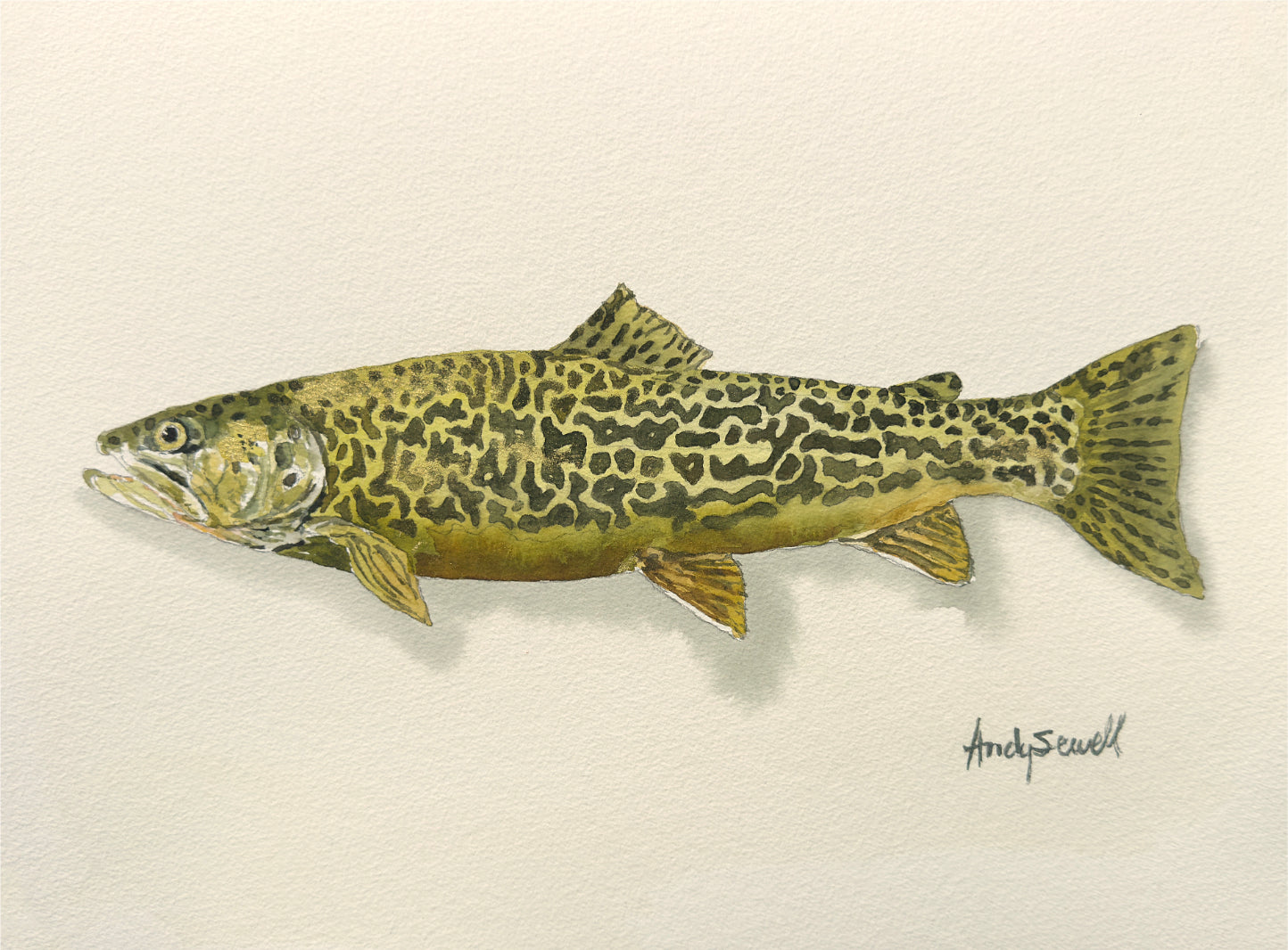 "Tiger Trout" - 11x15 Original Watercolor or signed edition paper/canvas Giclée art print.