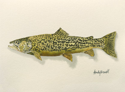"Tiger Trout" - 11x15 Original Watercolor or signed edition paper/canvas Giclée art print.