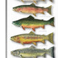 "Trout Array" - 11x23  Open edition paper/canvas Giclée art print.
