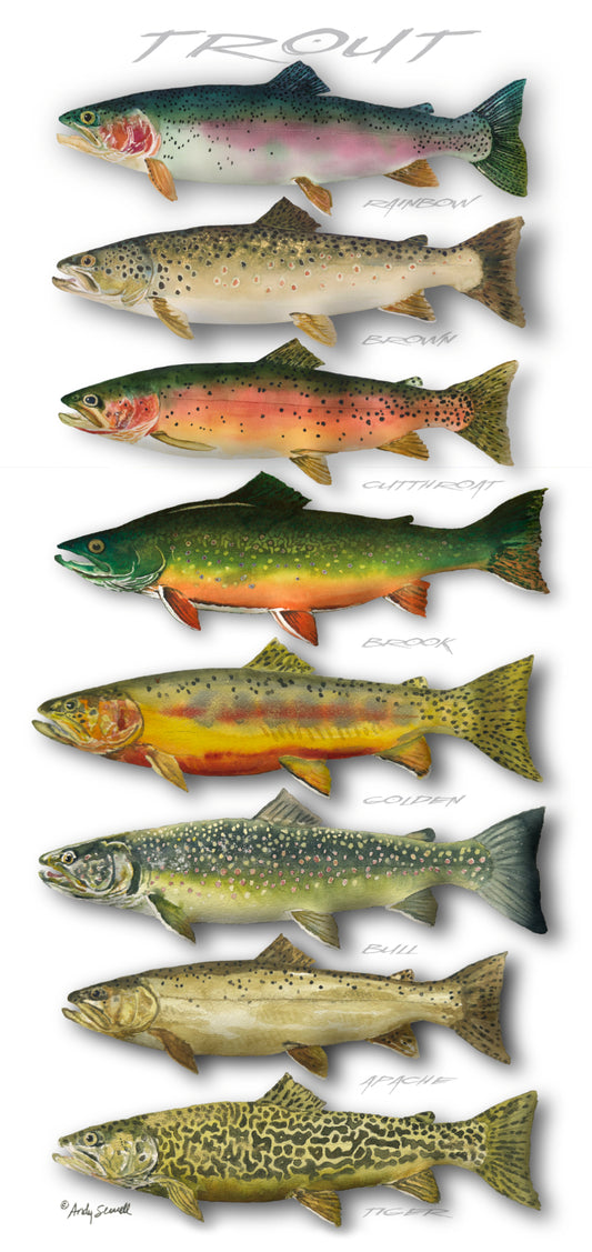 "Trout Array" - 11x23  Open edition paper/canvas Giclée art print.