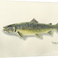 "Bull Trout" - 11x15 Original Watercolor or signed edition paper/canvas Giclée art print.