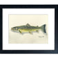 "Bull Trout" - 11x15 Original Watercolor or signed edition paper/canvas Giclée art print.