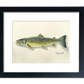 "Bull Trout" - 11x15 Original Watercolor or signed edition paper/canvas Giclée art print.