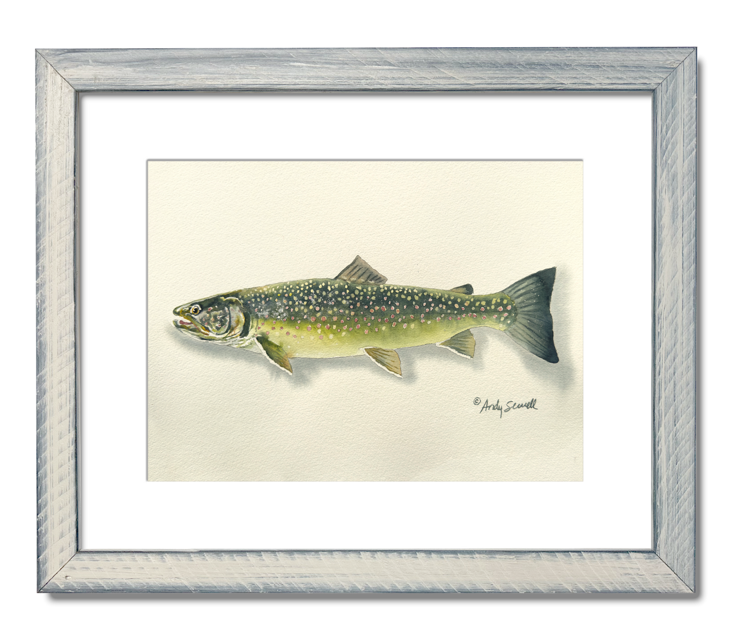 "Bull Trout" - 11x15 Original Watercolor or signed edition paper/canvas Giclée art print.