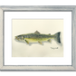 "Bull Trout" - 11x15 Original Watercolor or signed edition paper/canvas Giclée art print.