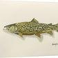 "Tiger Trout" - 11x15 Original Watercolor or signed edition paper/canvas Giclée art print.