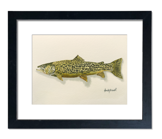 "Tiger Trout" - 11x15 Original Watercolor or signed edition paper/canvas Giclée art print.
