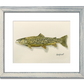 "Tiger Trout" - 11x15 Original Watercolor or signed edition paper/canvas Giclée art print.