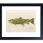 "Tiger Trout" - 11x15 Original Watercolor or signed edition paper/canvas Giclée art print.