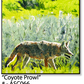 ASC066 "Coyote Prowl" ceramic coaster
