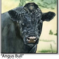 ASC155 "Angus Bull" ceramic coaster