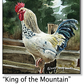 ASC177 "King of the Mountain" Chicken ceramic coaster
