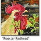 ASC184 "Rooster Redhead" Chicken ceramic coaster