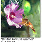 ASC187 "X is for Xantus Hummer" ceramic coaster
