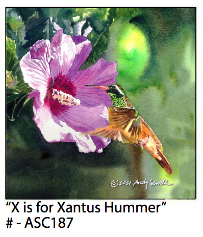 ASC187 "X is for Xantus Hummer" ceramic coaster
