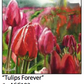 ASC193 "Tulips Forever" ceramic coaster