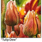 ASC197 "Tulip Dew" ceramic coaster