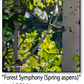 ASC254 "Forest Symphony (Aspen)" ceramic coaster