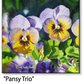 ASC264 "Pansy Trio" ceramic coaster