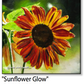 ASC270 "Sunflower Glow" ceramic coaster