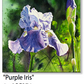 ASC274 "Purple Iris" ceramic coaster