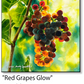 ASC390 "Red Grapes Glow" ceramic coaster