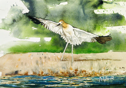 "A is for Avocet" Original 7x10 or framed 11x14 watercolor or giclee print