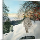 "Winter Bobcat" - 14x22, signed Giclée reprod. from a watercolor
