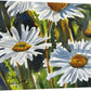 "Daisy Trio" - a  signed edition giclee art print from an original watercolor of daisies in the sunshine