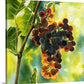 “Red Grapes Glow” An Original watercolor or a signed Giclee art print of grapes glowing in the sun..