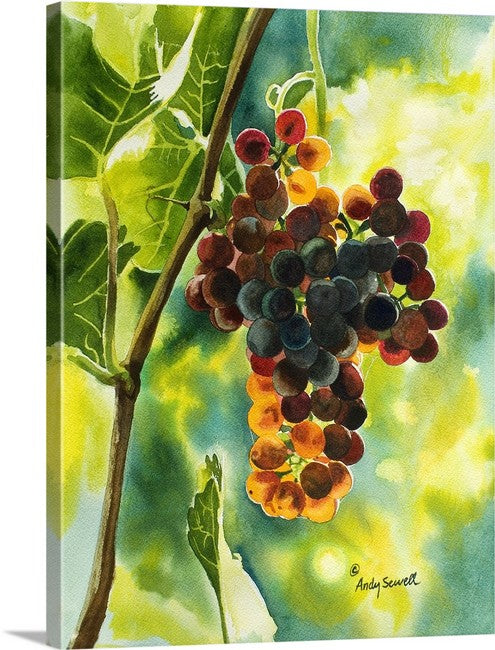 “Red Grapes Glow” An Original watercolor or a signed Giclee art print of grapes glowing in the sun..