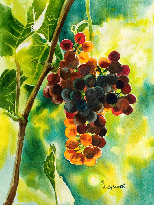 “Red Grapes Glow” An Original watercolor or a signed Giclee art print of grapes glowing in the sun..
