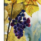 “Colors of the Vineyard” An Original watercolor or a signed Giclee art print of grapes glowing in the sun..