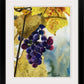 “Colors of the Vineyard” An Original watercolor or a signed Giclee art print of grapes glowing in the sun..